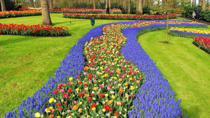 Keukenhof Tulip Gardens in Full Glory 