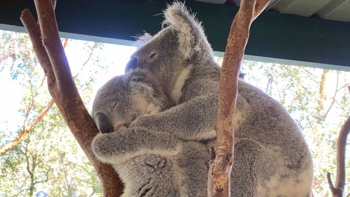 Kangaroos, Koalas and other Furry Friends