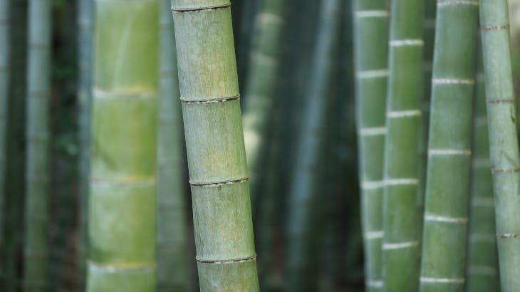 bamboothumb