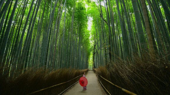 Arashiyama's Bamboo Forest